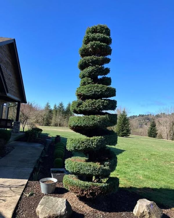 Spiral topiary shrub trimming